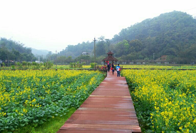 探访花都塱头古村 行摄红山村油菜花海（1日行程）