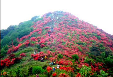 爬通天蜡烛 看漫山杜鹃 登山 赏花 海拔1047米 从化十登（1日行程）