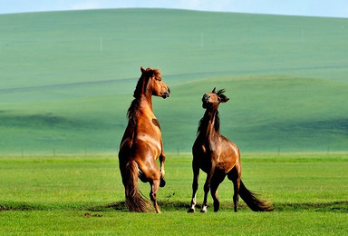 暑假亲子游 呼伦贝尔大草原体验牧民生活 习骑马草原文化之旅（7日行程）