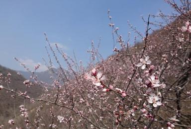 长城赏花 旺泉峪 北京结 九眼楼环穿 箭扣西段长城（1日行程）