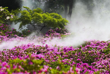 三清山 看尽漫山红杜鹃 最圆村庄 瑶里古镇 感受古朴宁静（2日行程）