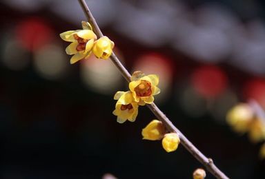 香山植物园之三线齐发（1日行程）