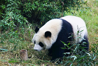 轻户外私家小团 亲密大熊猫基 畅游都江堰 九寨沟 黄龙（5日行程）