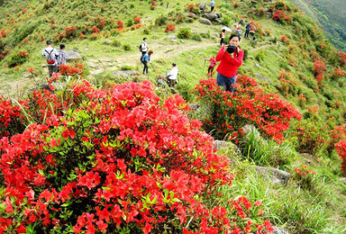 登山赏花 大美新兴天露山 观赏烂漫野杜鹃（1日行程）