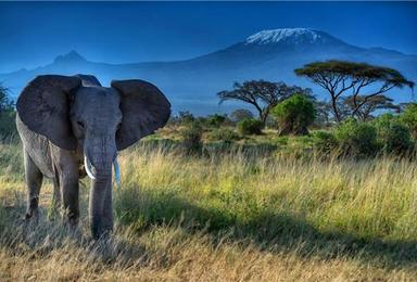 肯尼亚 马赛马拉动物世界 乞力马扎罗雪山（8日行程）