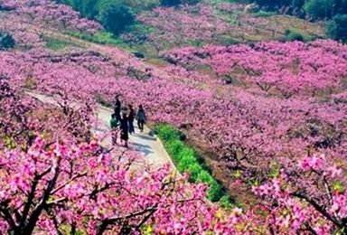 满山樱花 四明山茅镬 杖锡赏樱（2日行程）