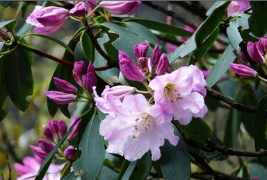 六月 三清山杜鹃花 瑶里古镇 菊径村（3日行程）