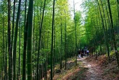徒步星溪最美徒步路线 赏枫林竹林（1日行程）