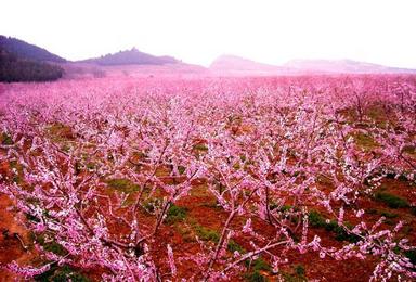 平谷桃花节 老象峰往返休闲活动 赏花季（1日行程）