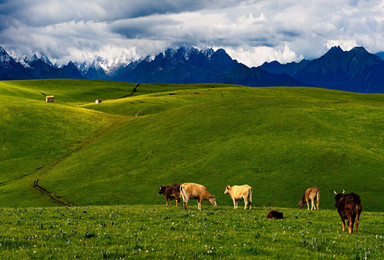 新疆伊犁 六月全国最美风景线摄影创作之旅（10日行程）