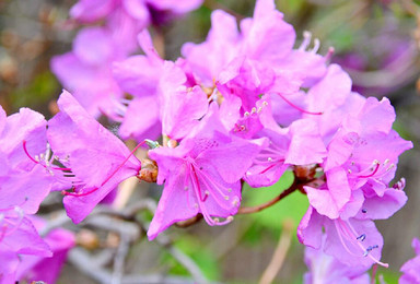 杜鹃花 邂逅花中西施 寻神秘的 番字天书（1日行程）