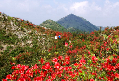 登山赏花篇 4月23日登清远望军山 赏漫山杜鹃花（1日行程）