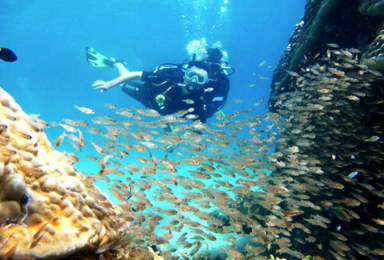 南澳珊瑚潜水 神秘的海底世界快艇出海 烧烤BBQ（1日行程）