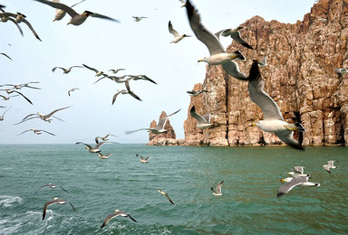 闲游户外端午节 长岛 吃住小渔家 看海鸥飞起（4日行程）