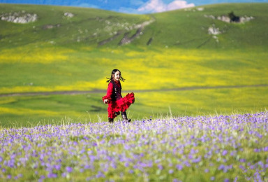 结伴新疆伊犁 广阔的天山牧场 畅游在薰衣草的海洋（8日行程）