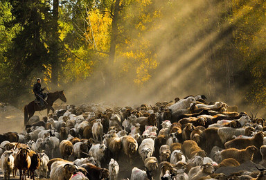 拍摄牧民牛羊大转场的纯摄影活动 穿越阿山牧道 探秘额河源头（8日行程）