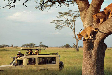 万物之灵 肯尼亚 坦桑尼亚越野观兽游猎之旅 全国联运（14日行程）
