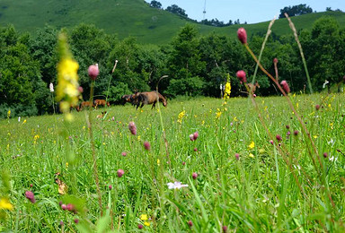 北灵山高山草甸 休闲登山摘韭菜（1日行程）