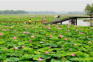 白洋淀赏荷花 荷花大观园 泛舟荷花丛 清爽夏日（1日行程）