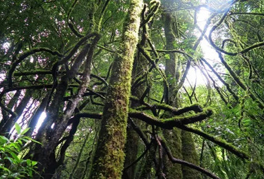 哀牢山秘境 一条 奇幻森林 般仙境的探险线路(6日行程) 哀牢山秘境 一条 奇幻森林 般仙境的探险线路(6日行程)