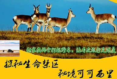 越野大西北 探秘世界自然遗产青海可可西里 追寻藏羚羊的脚步（8日行程）