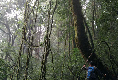 徒步穿越百花岭高黎贡山原始森林（5日行程）