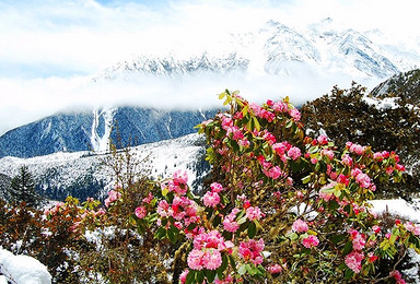 新都桥 稻城亚丁 梅里雪山 香格里拉 虎跳峡 丽江（9日行程）