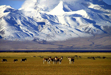 西藏阿里北线 冈仁波齐转山 中国最美西部（16日行程）
