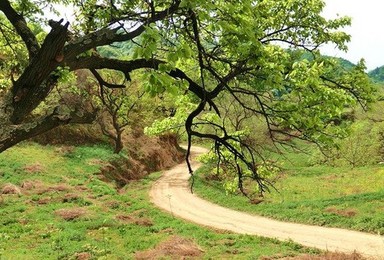 黄峪 穿越板栗古树林（1日行程）