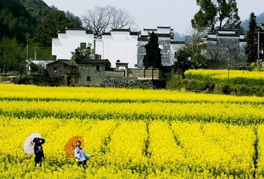 婺源秋景 篁岭晒秋 石城日出 蓝天 青山 粉墙 青砖（3日行程）