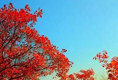 最美秋色 周末休闲游 坡峰岭初秋京城第一片红叶（1日行程）