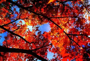 周末赏红叶 漫山披红叶 画意染秋色 已经很红很红啦（1日行程）