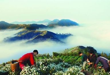 观石潭云海 逛阳产土楼 采菊东篱下 无梦到徽州(2日行程) 观石潭云海 逛阳产土楼 采菊东篱下 无梦到徽州(2日行程)