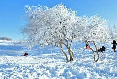 春节大年初二到初四 乌兰布统林海雪原摄影（3日行程）