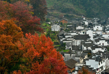 秋色稍纵即逝 长溪石城理坑 中国最美乡村婺源（3日行程）