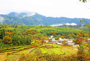 观协理 塔川秋色 赏儒村徽菊 品宏村徽州文化(3日行程) 观协理 塔川秋色 赏儒村徽菊 品宏村徽州文化(3日行程)