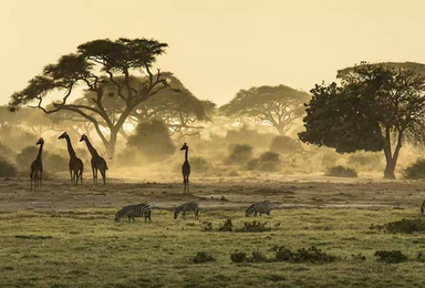 东非狂野游猎之路（9日行程）