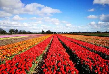 提前预订2018年骑游荷兰欣赏花园王国的旅行计划（8日行程）