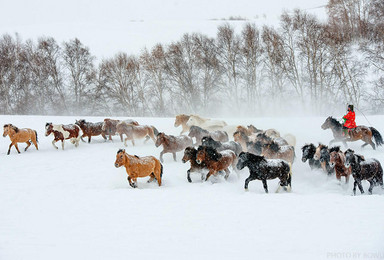 乌兰布统冬季深度游 越野车 拍马群 赏雪景（3日行程）