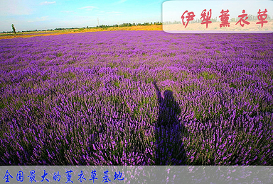 2018新疆喀纳斯禾木魔鬼城赛湖喀拉峻夏特冰川巴音游(12日行程) 2018新疆喀纳斯禾木魔鬼城赛湖喀拉峻夏特冰川巴音游(12日行程)