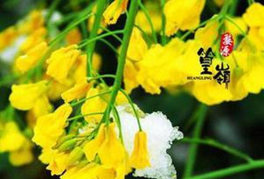赏 婺源 油菜花海梯田 篁岭 新安江 赠送火车票(2日行程) 赏 婺源 油菜花海梯田 篁岭 新安江 赠送火车票(2日行程)