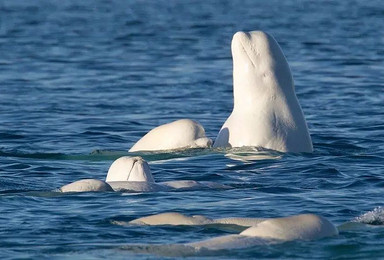 北极熊大白鲸房车游艇班芙国家公园青少年暑假游学（15日行程）