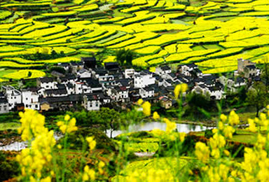 火车团新安江油菜花 呈坎八卦村 屯溪老街 灵山梯田油菜花（2日行程）