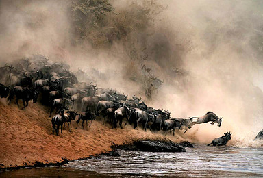 肯尼亚 高端动物摄影团 野奢东非 寻找原味狂野（13日行程）