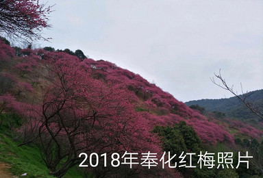 3 月10上海出发  奉化赏梅活动（1日行程）