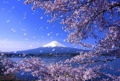 独家线路 樱您而来 日本 樱花摄影之旅（8日行程）