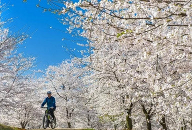 三生三世十里樱花 布依第一寨音寨 金海雪山（3日行程）