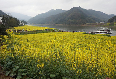 黄山周末 呈坎灵山村新安江 梦回江南漫步油菜花田 赏水墨徽州（2日行程）