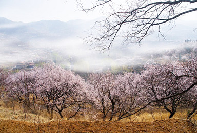 新疆那么大 我想去看看 千亩杏花 最美的遇见（11日行程）