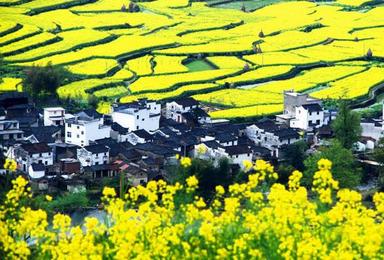 清明 陶醉婺源油菜花 漫游江南小镇 看三清山云海（3日行程）